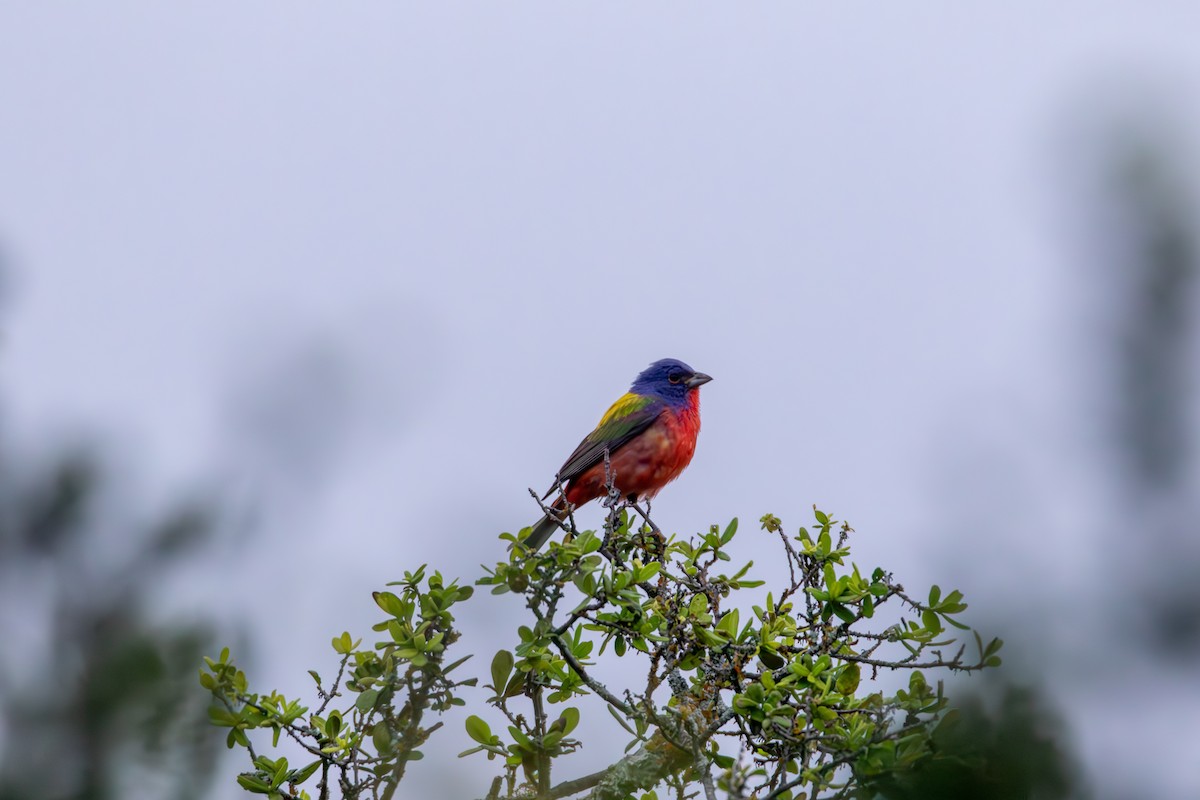 Painted Bunting - ML620542993