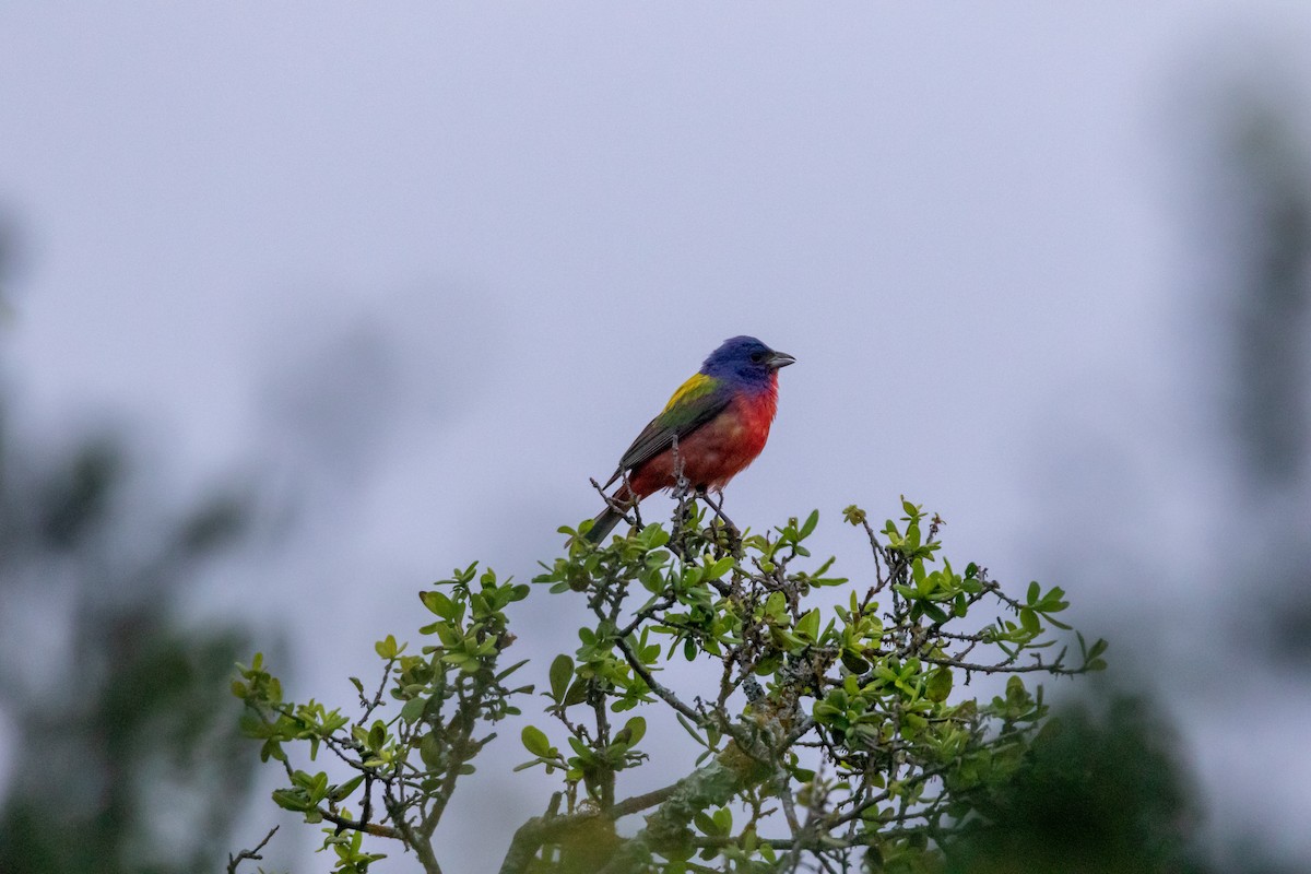 Painted Bunting - ML620542994