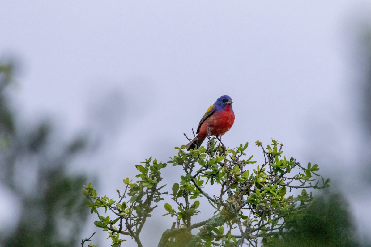 Painted Bunting - ML620542996