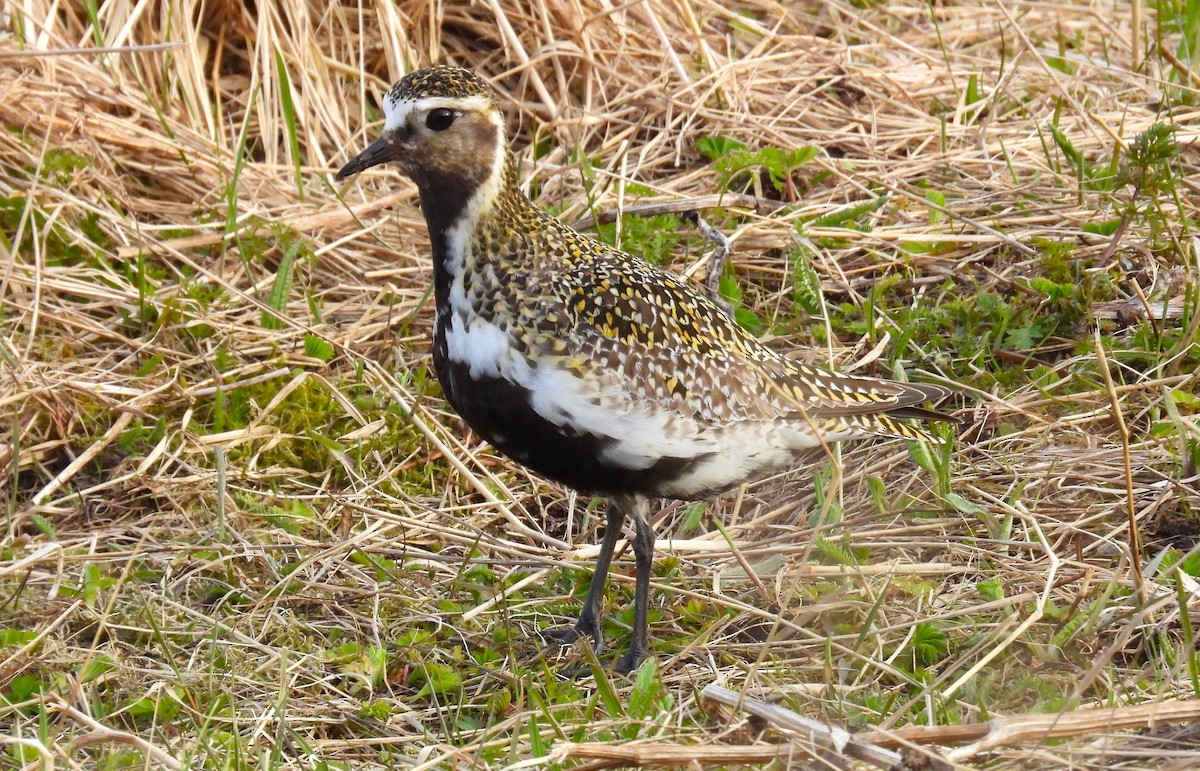 European Golden-Plover - ML620543006