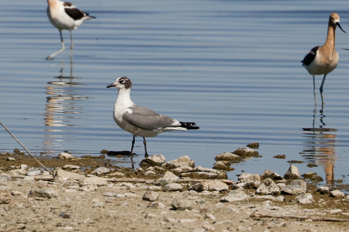 Franklin's Gull - ML620543007