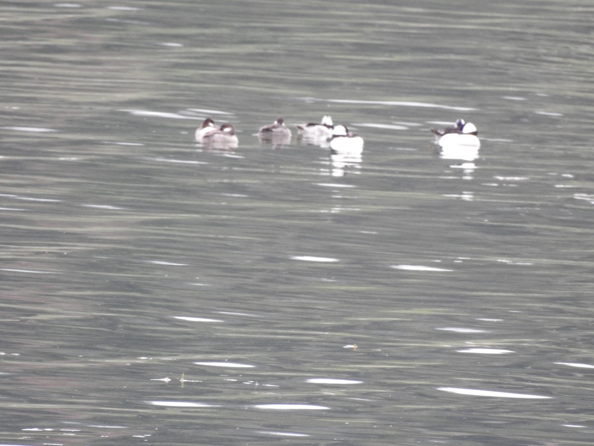 Bufflehead - ML620543008