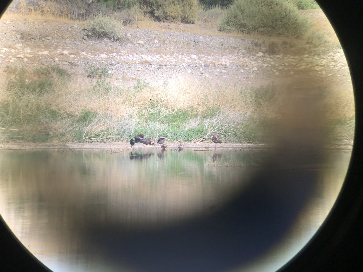 White-faced Ibis - ML620543021