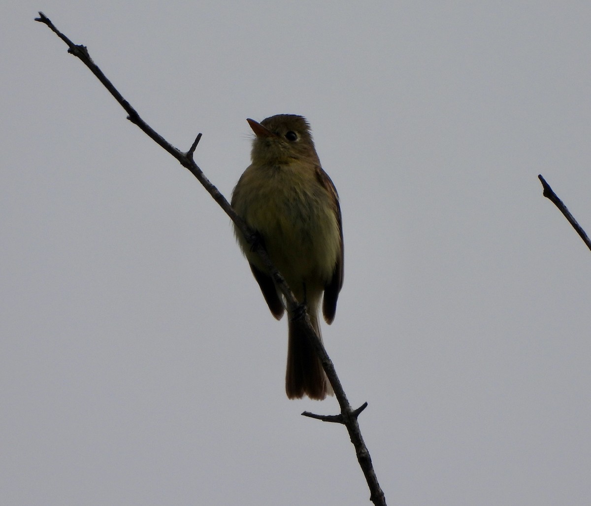 Western Flycatcher (Pacific-slope) - Michelle Haglund