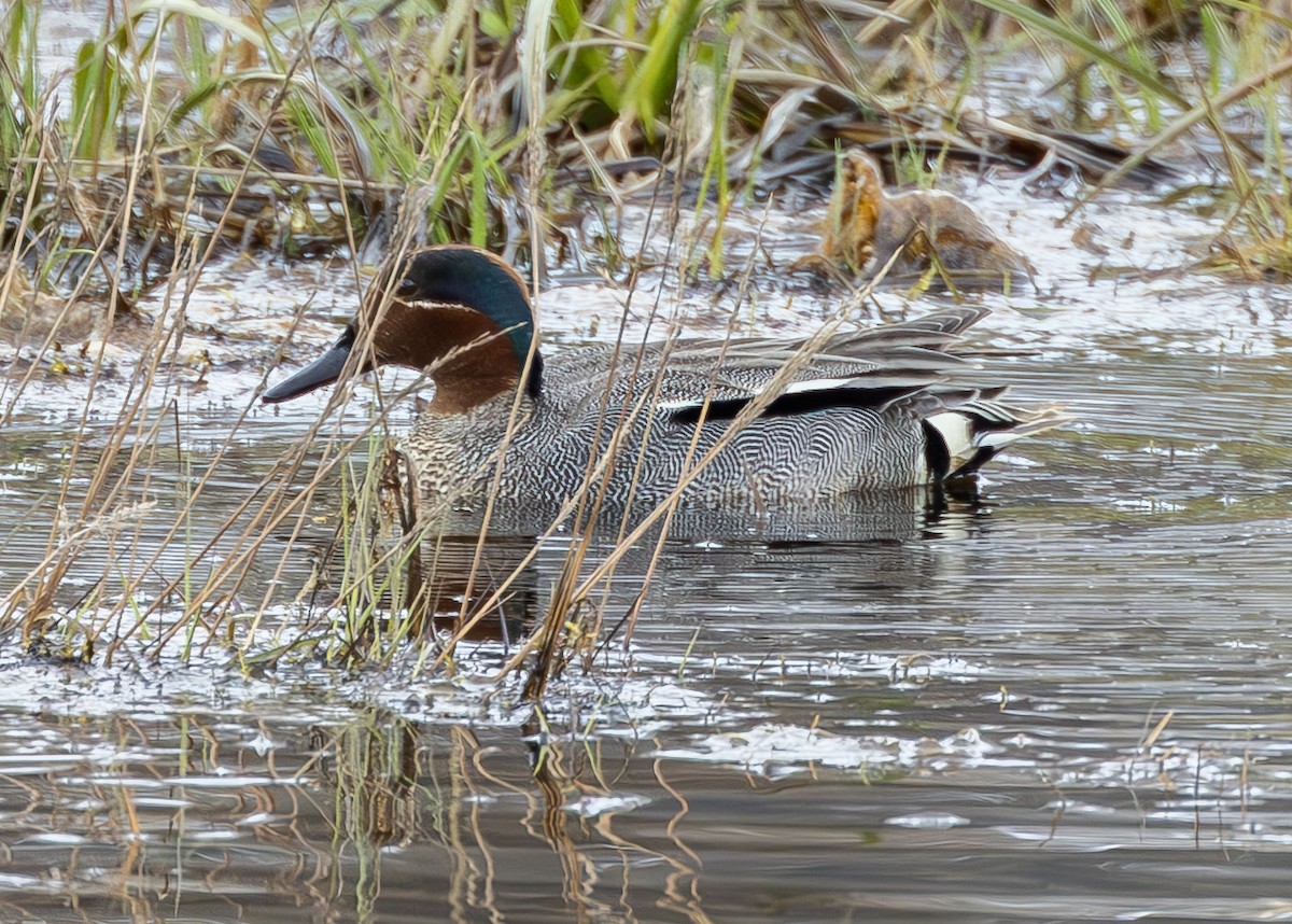 Green-winged Teal (Eurasian) - ML620543033