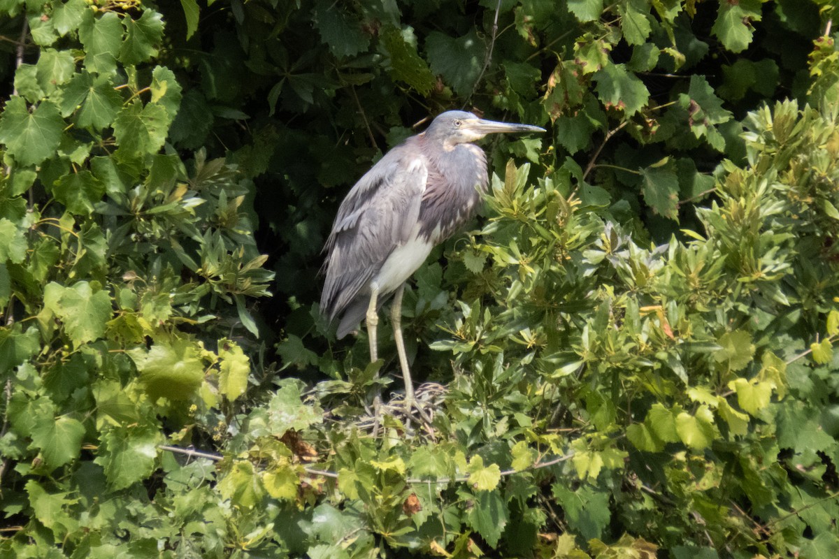 Tricolored Heron - ML620543041