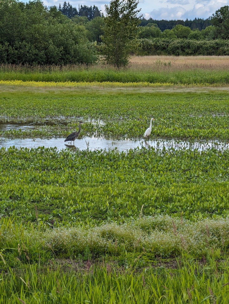 Great Egret - Benjamin Christensen