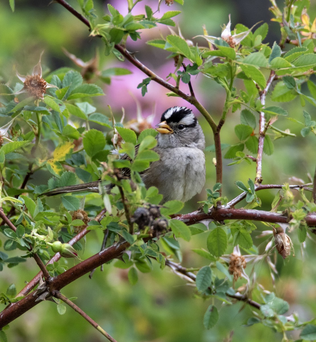 White-crowned Sparrow - ML620543051