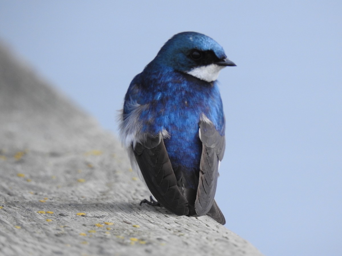 Golondrina Bicolor - ML620543052