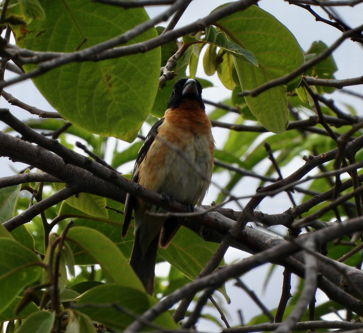 Black-headed Grosbeak - ML620543055