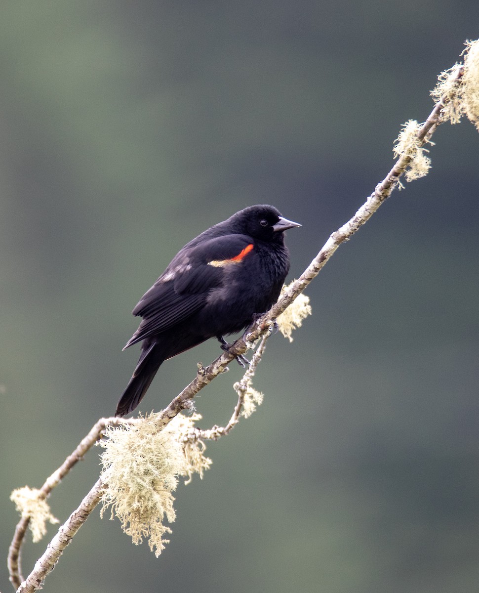 Red-winged Blackbird - ML620543058