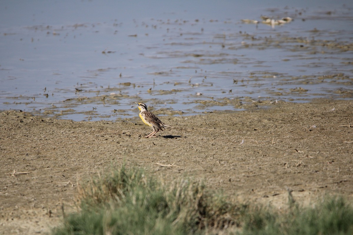 Chihuahuan Meadowlark - Benjamin Filreis