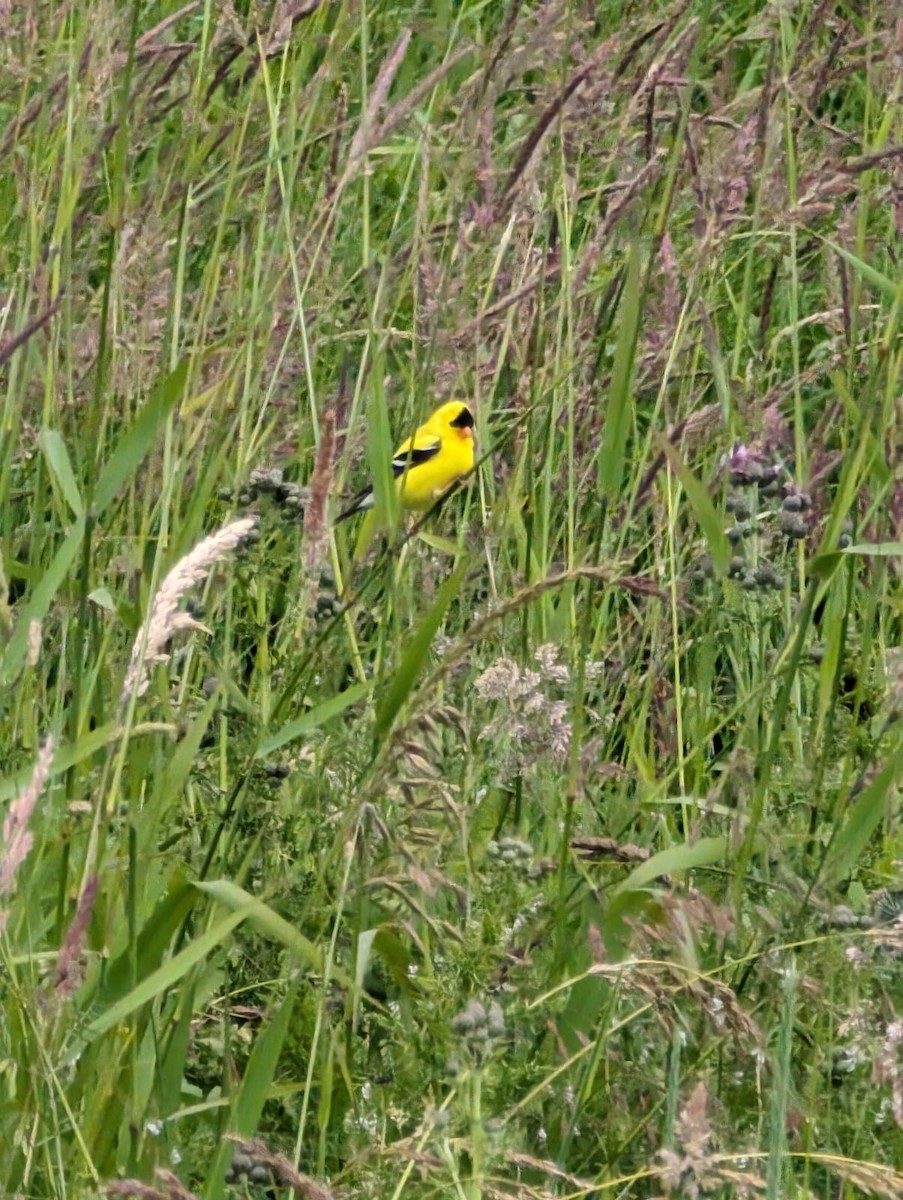 American Goldfinch - ML620543066