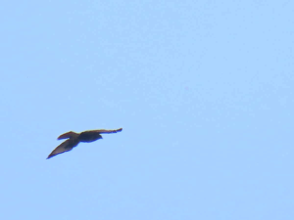 Common Buzzard - ML620543072