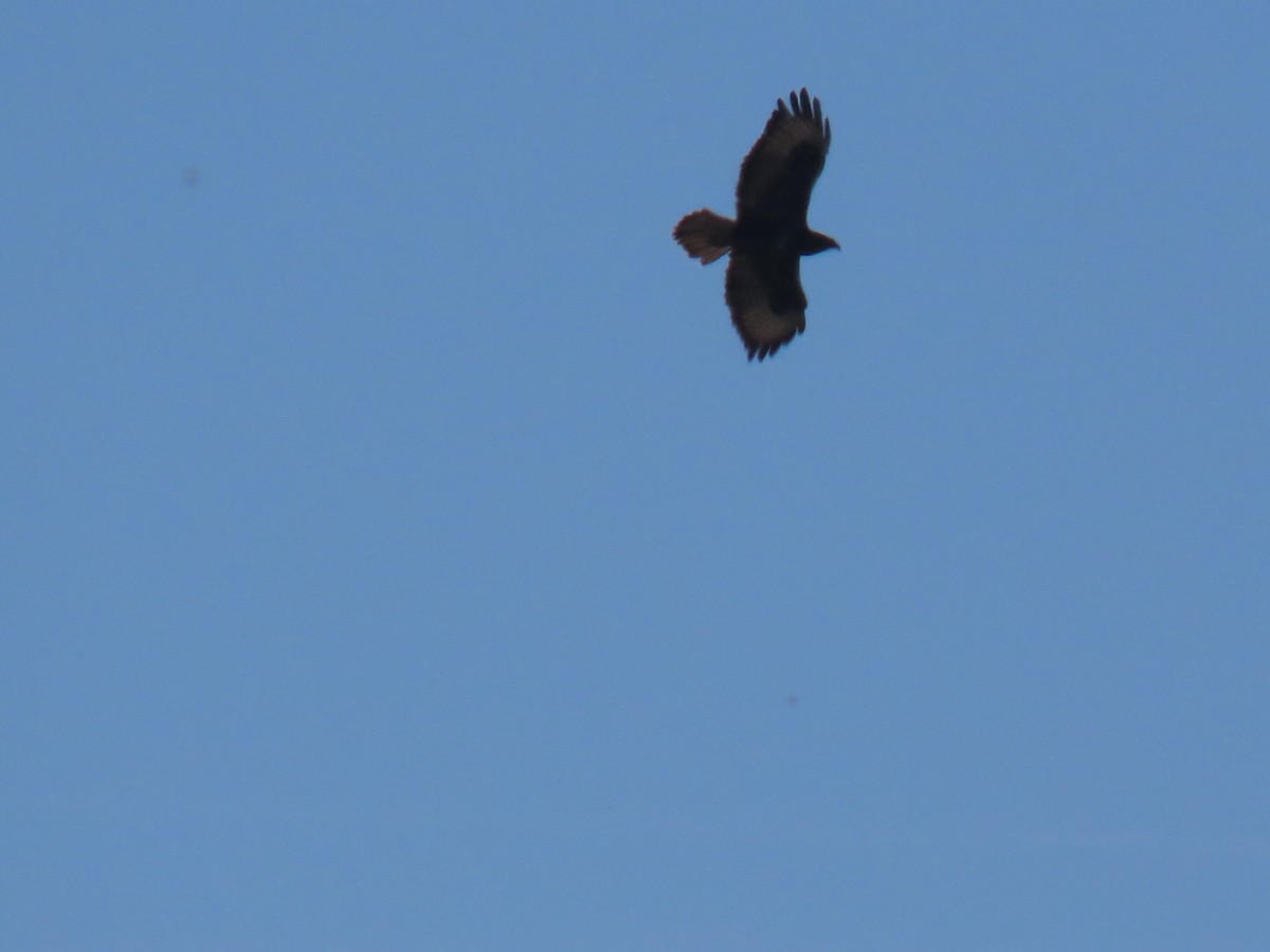 Common Buzzard - ML620543073