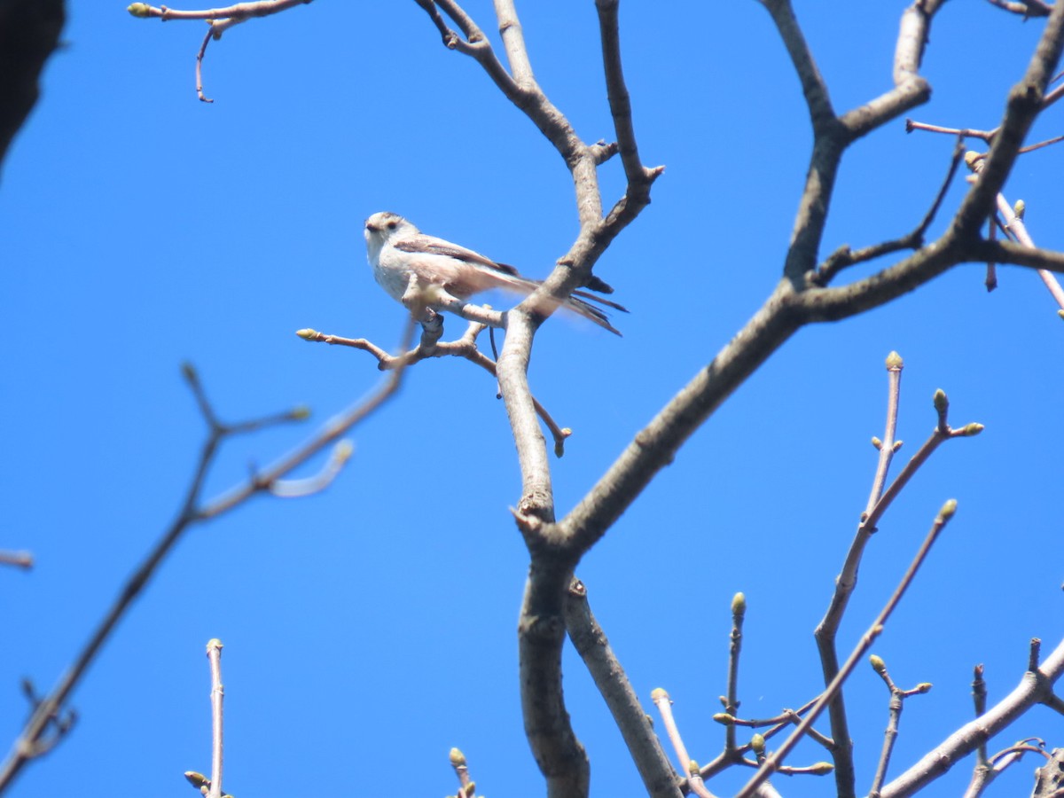 Long-tailed Tit - ML620543078