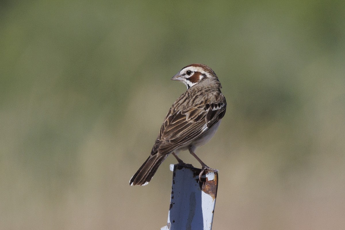 Lark Sparrow - ML620543090