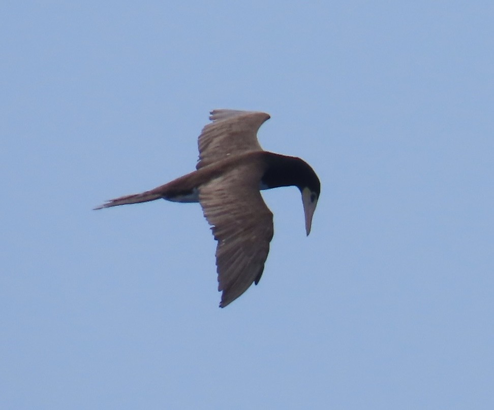 Brown Booby - ML620543115