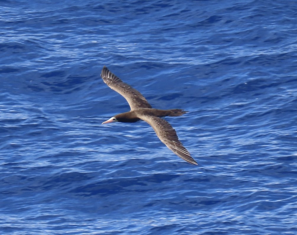 Brown Booby - ML620543116