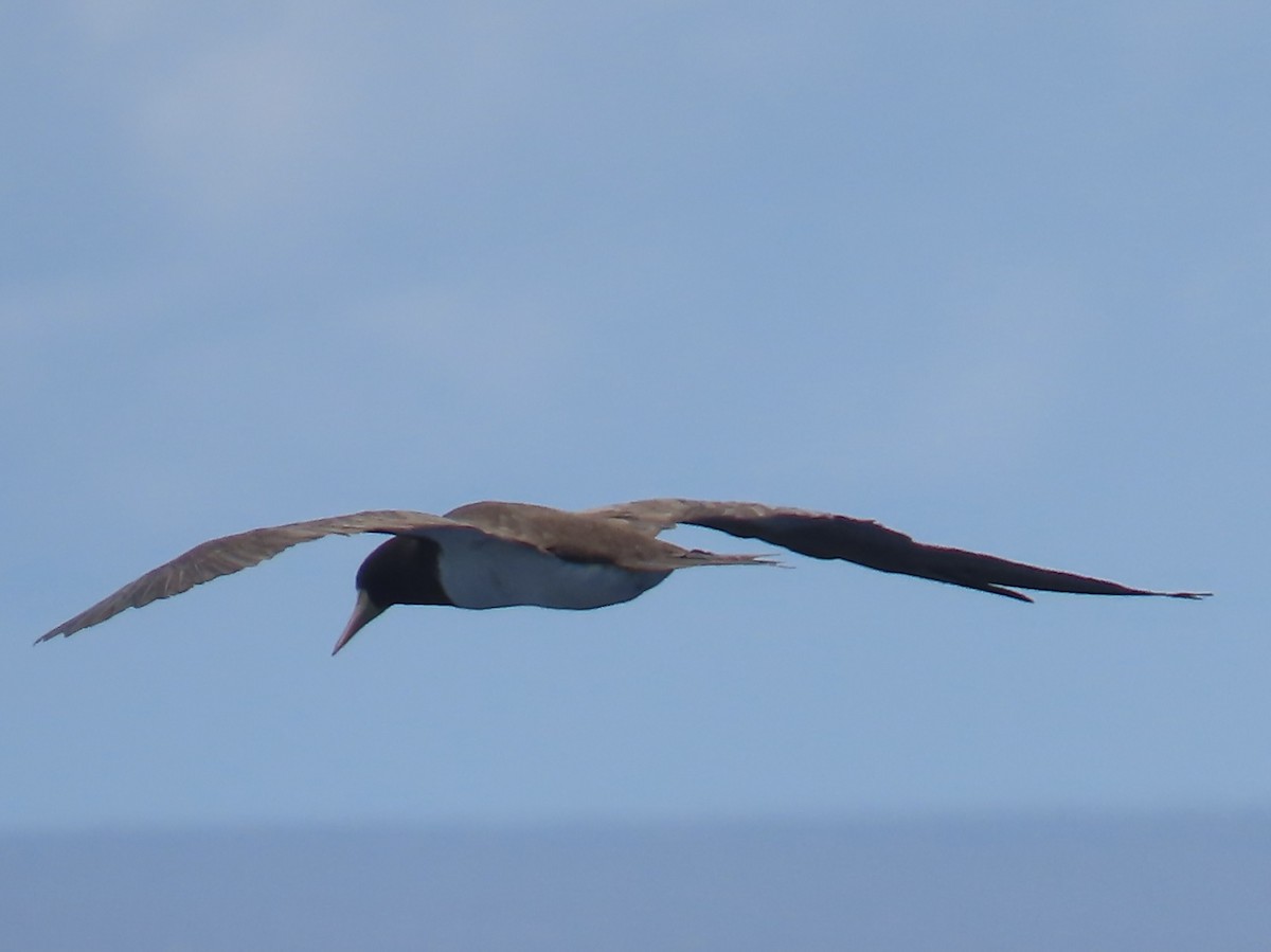 Brown Booby - ML620543117