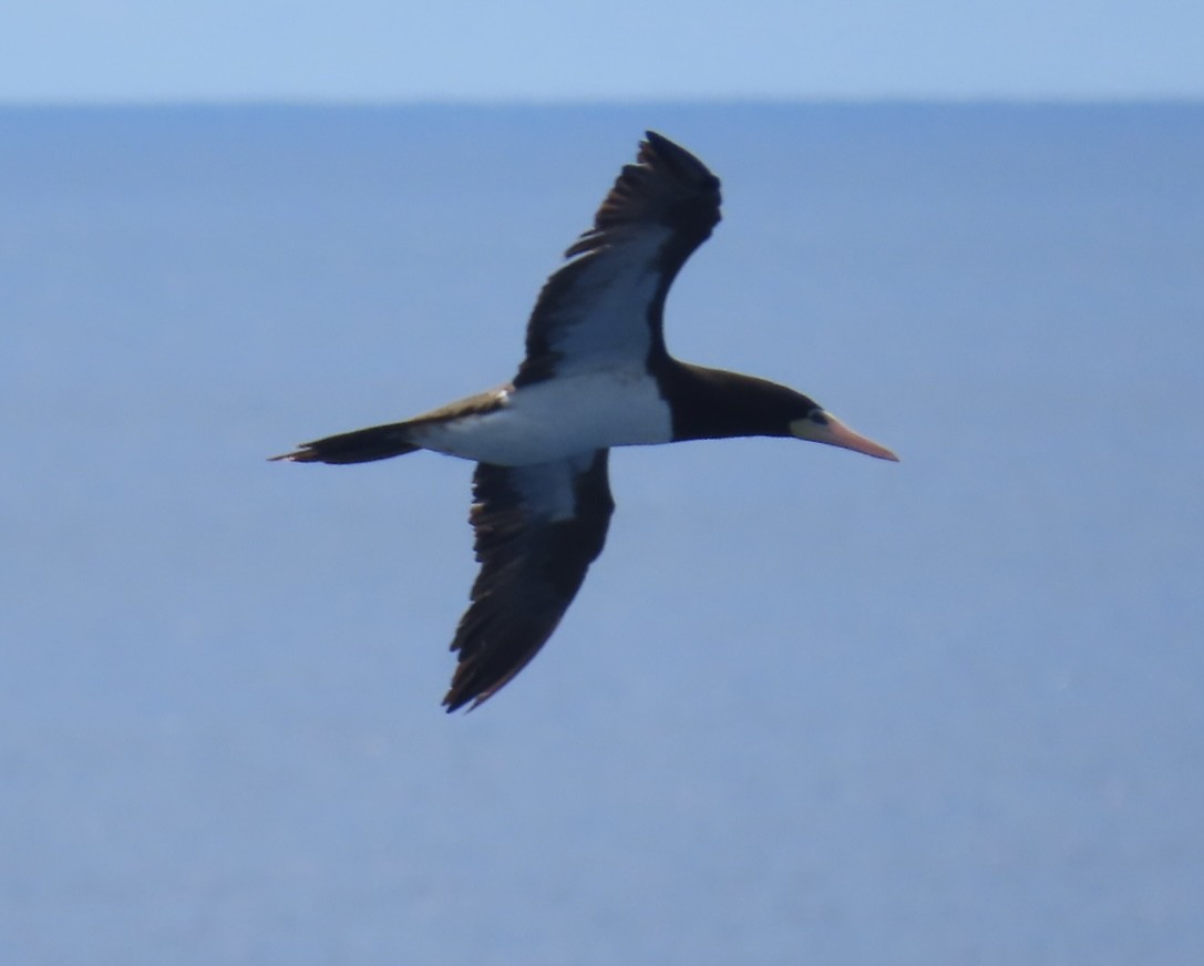 Brown Booby - ML620543118