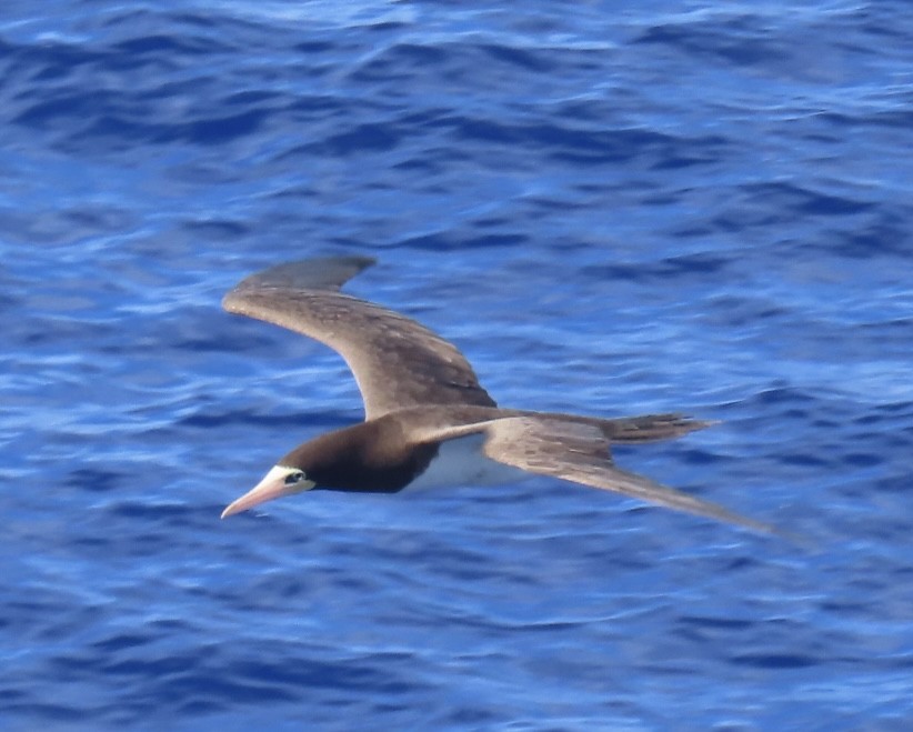 Brown Booby - ML620543120