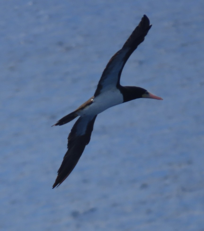 Brown Booby - ML620543121