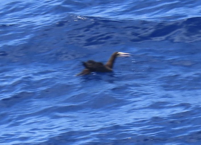 Brown Booby - ML620543122