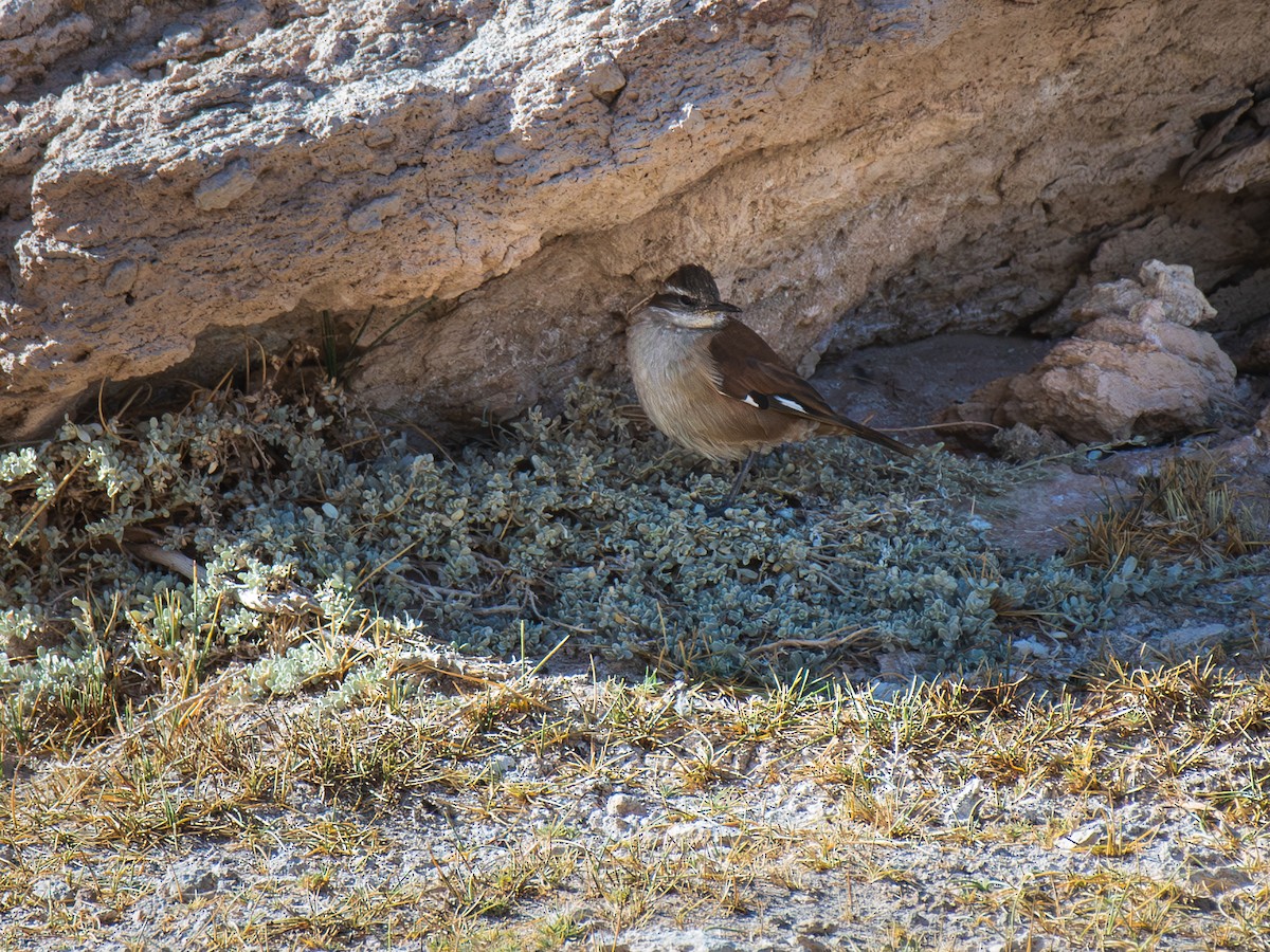 White-winged Cinclodes - ML620543127