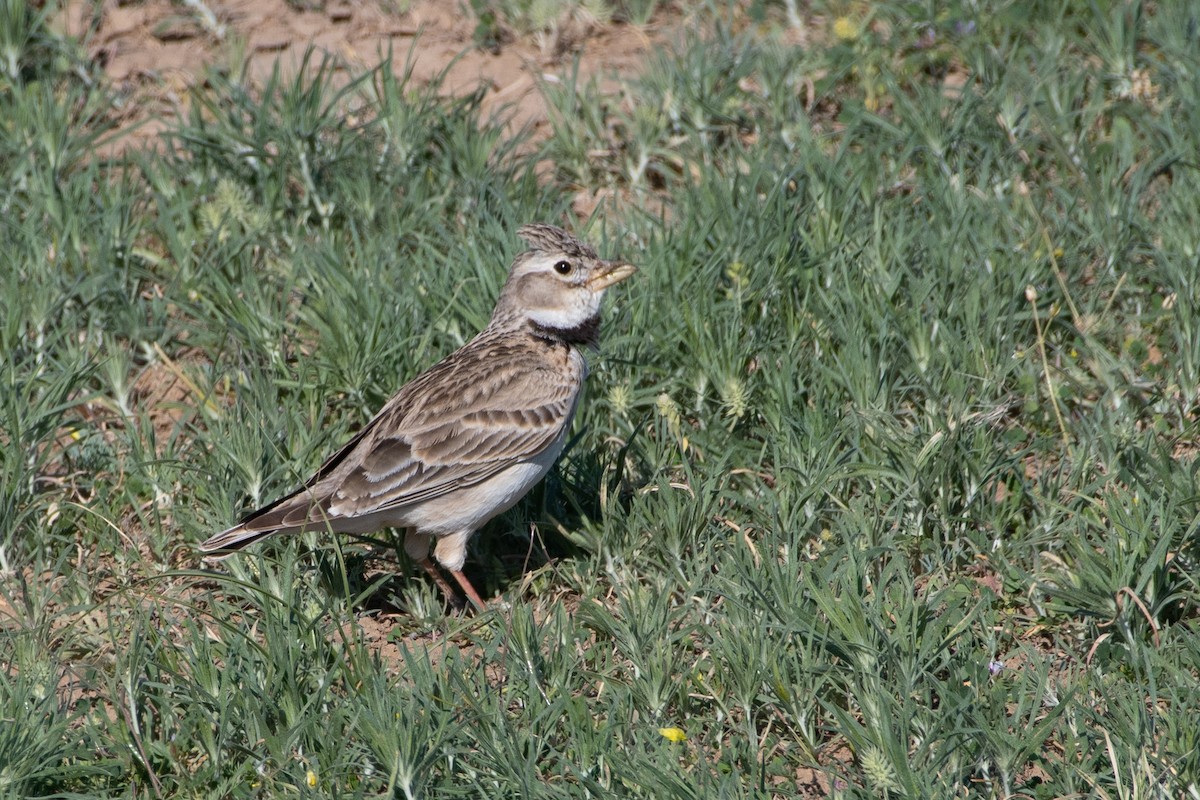 Calandra Lark - Grigory Evtukh