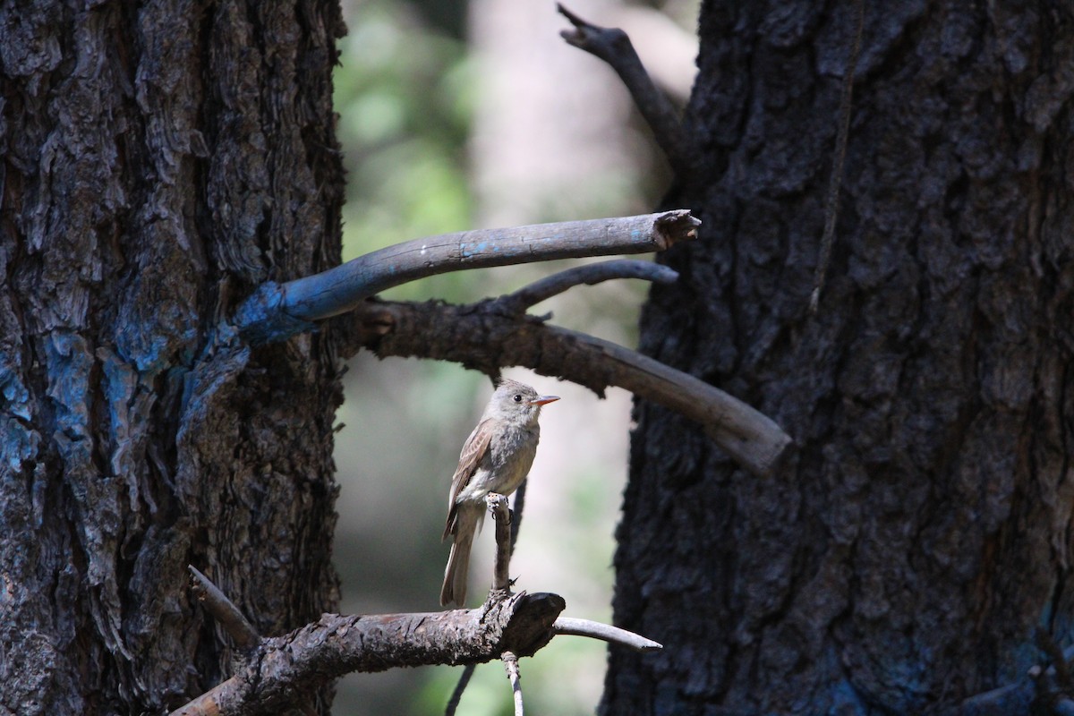 Moucherolle de Coues - ML620543136