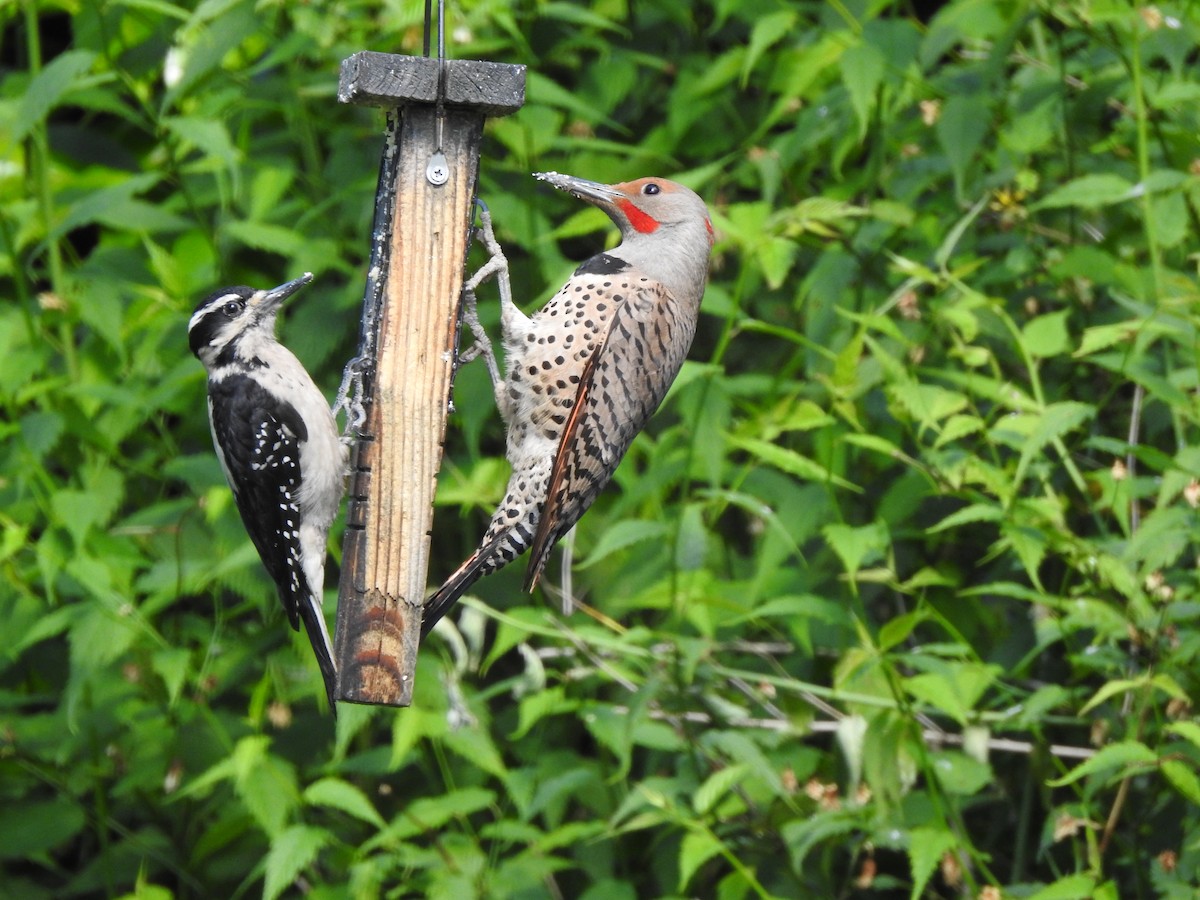 Hairy Woodpecker - ML620543138