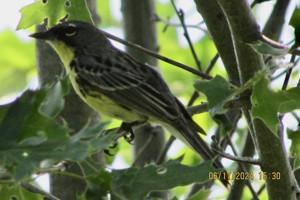 Kirtland's Warbler - ML620543139