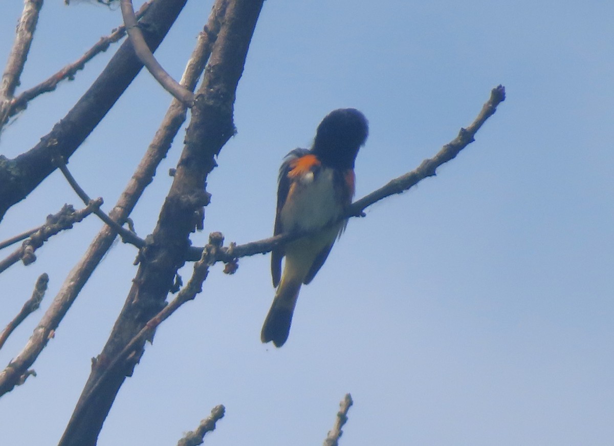 American Redstart - ML620543141