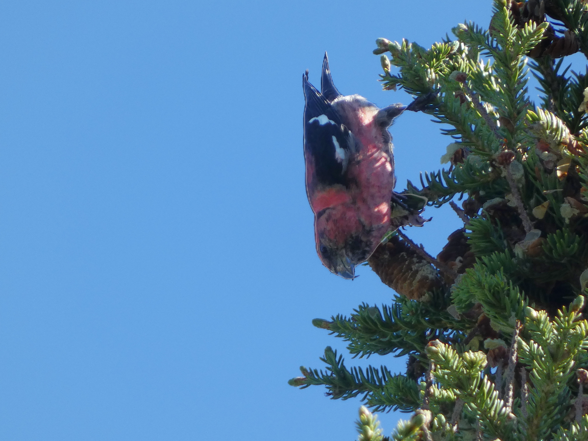 White-winged Crossbill - ML620543145