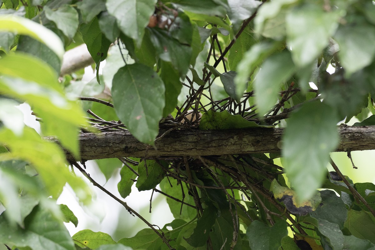 Yellow-breasted Fruit-Dove - ML620543149