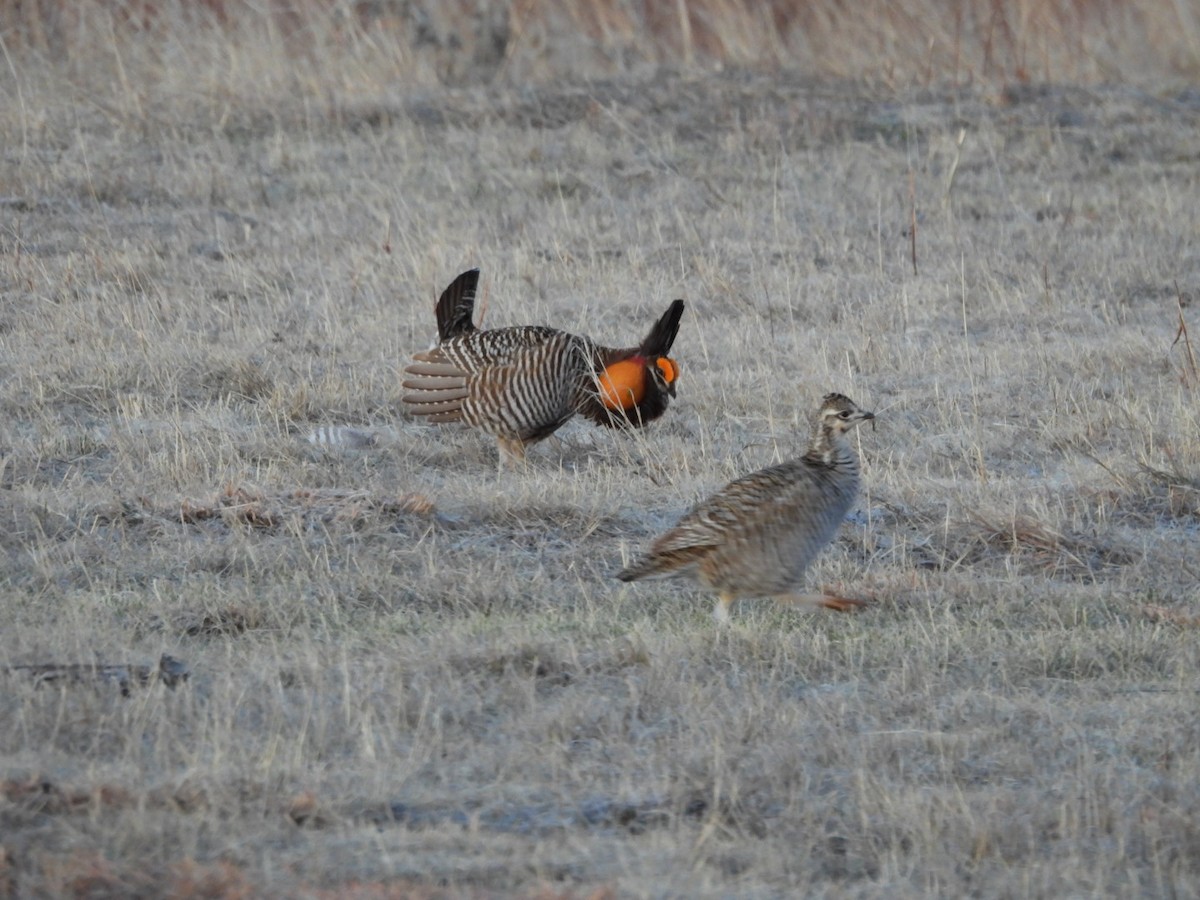 Tétras des prairies - ML620543151