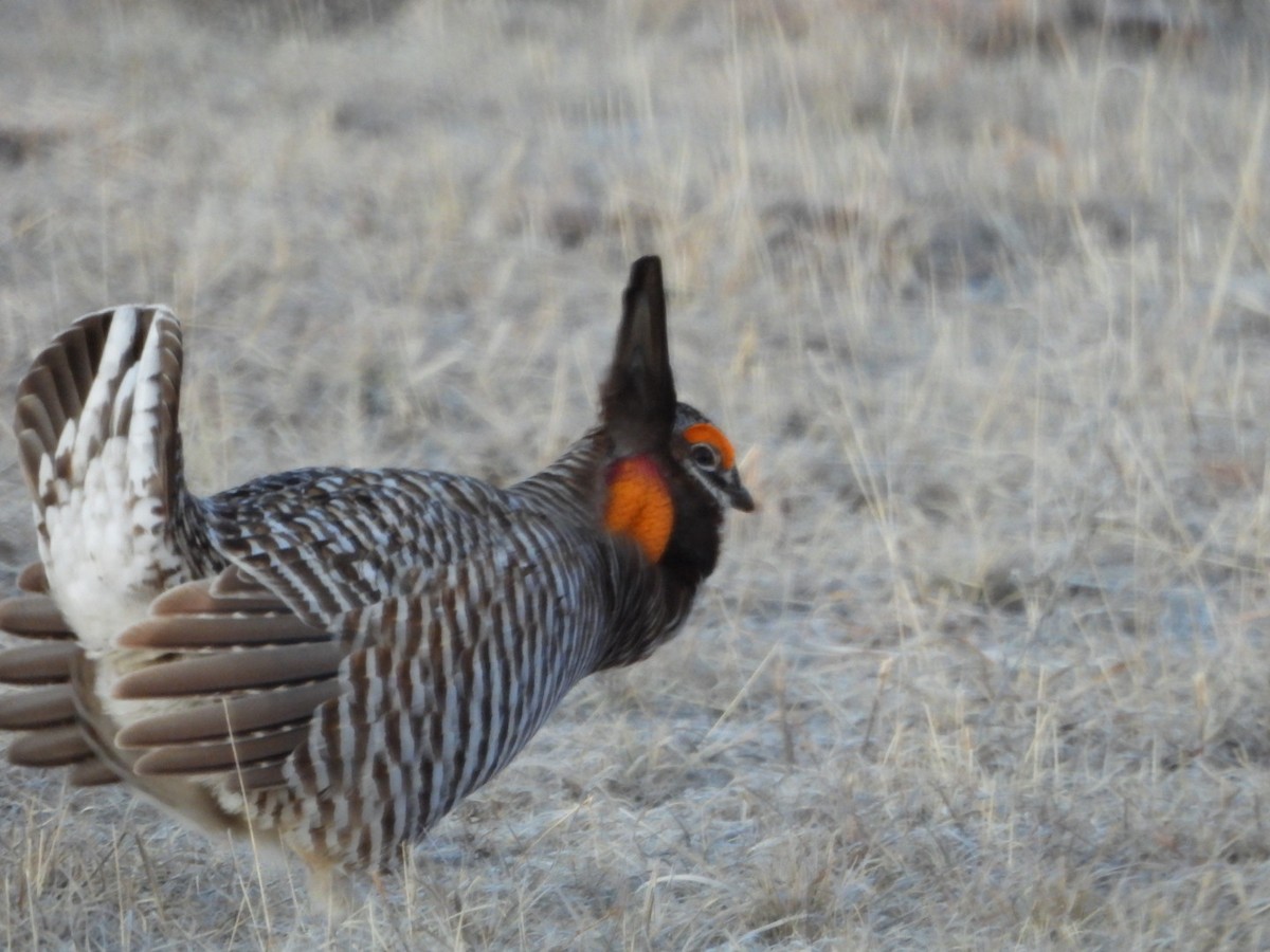 Gallo de las Praderas Grande - ML620543152