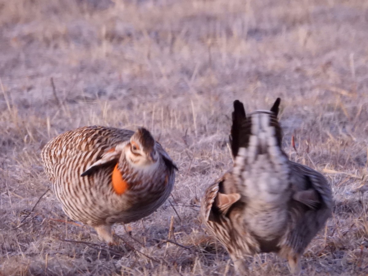 Greater Prairie-Chicken - ML620543154