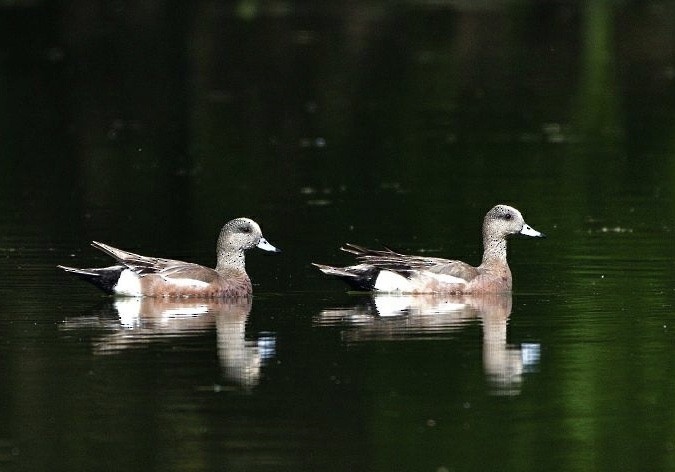 American Wigeon - ML620543166