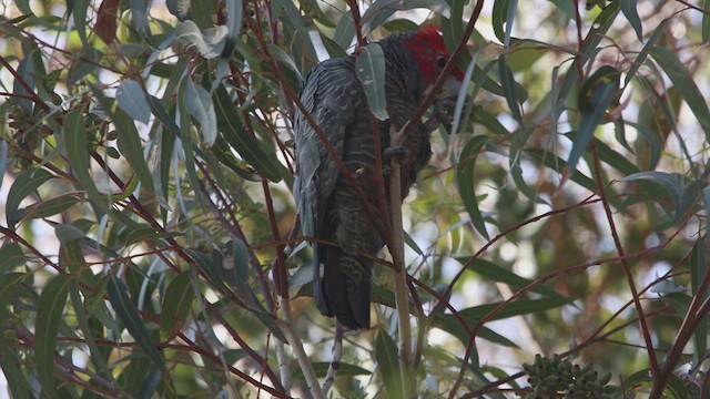 Gang-gang Cockatoo - ML620543168