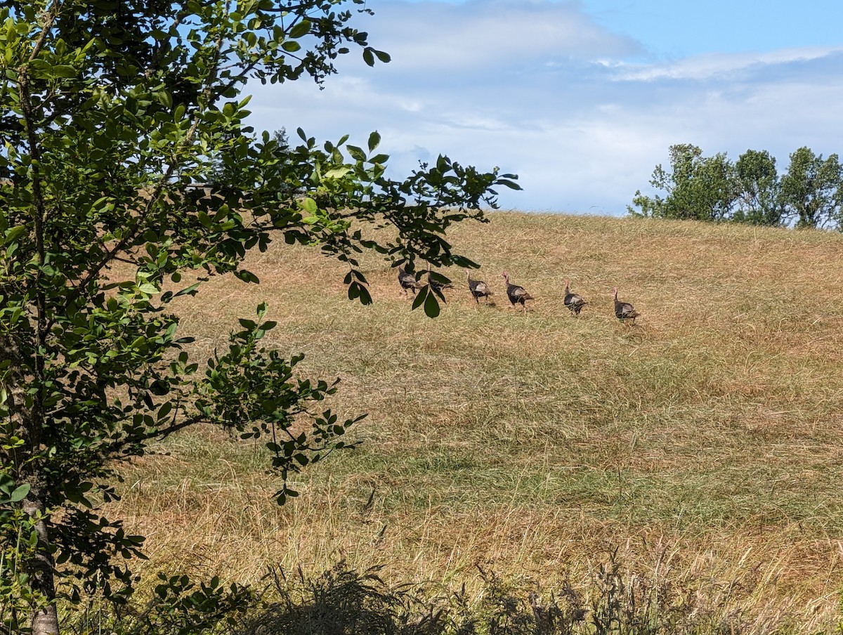 Wild Turkey - Benjamin Christensen