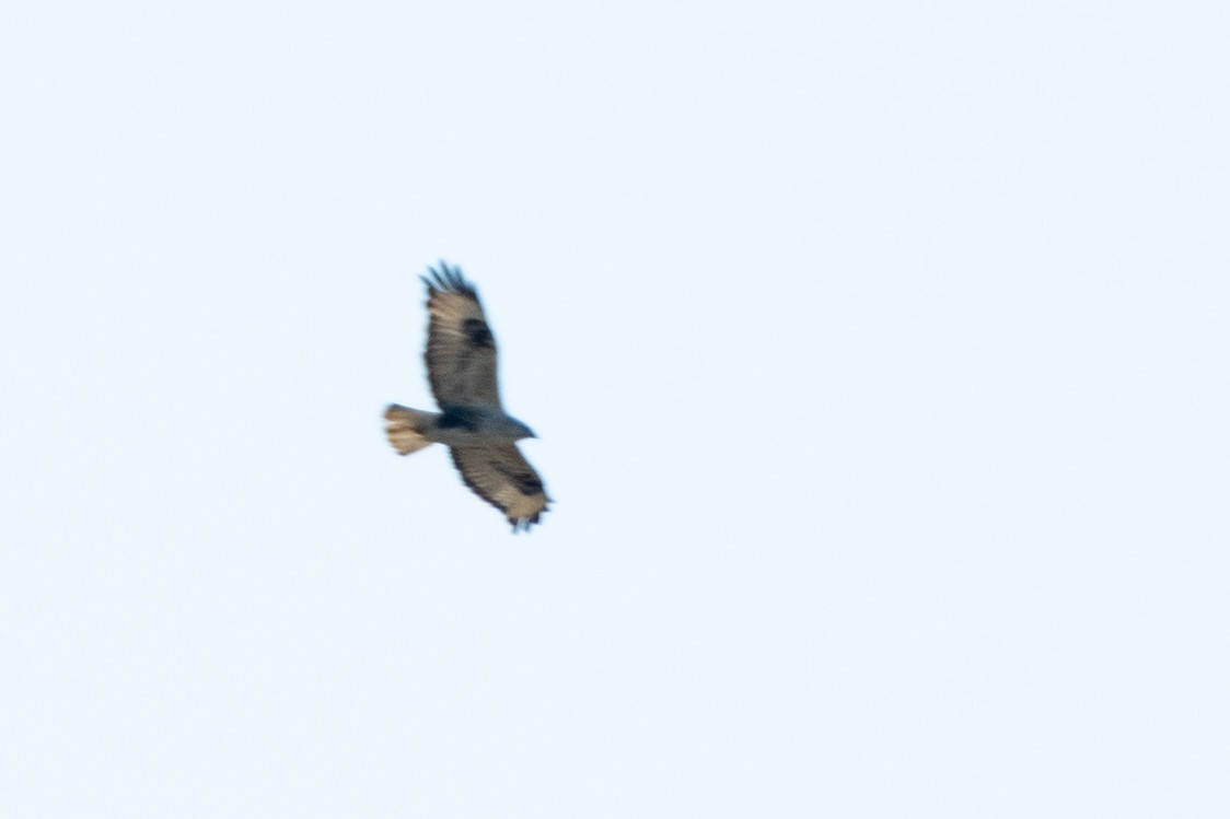 Long-legged Buzzard - ML620543173