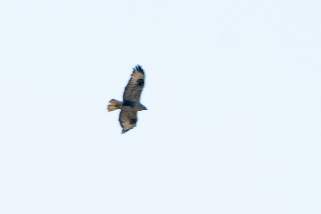 Long-legged Buzzard - ML620543174