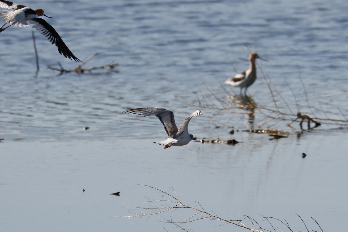 goéland ou mouette sp. - ML620543185