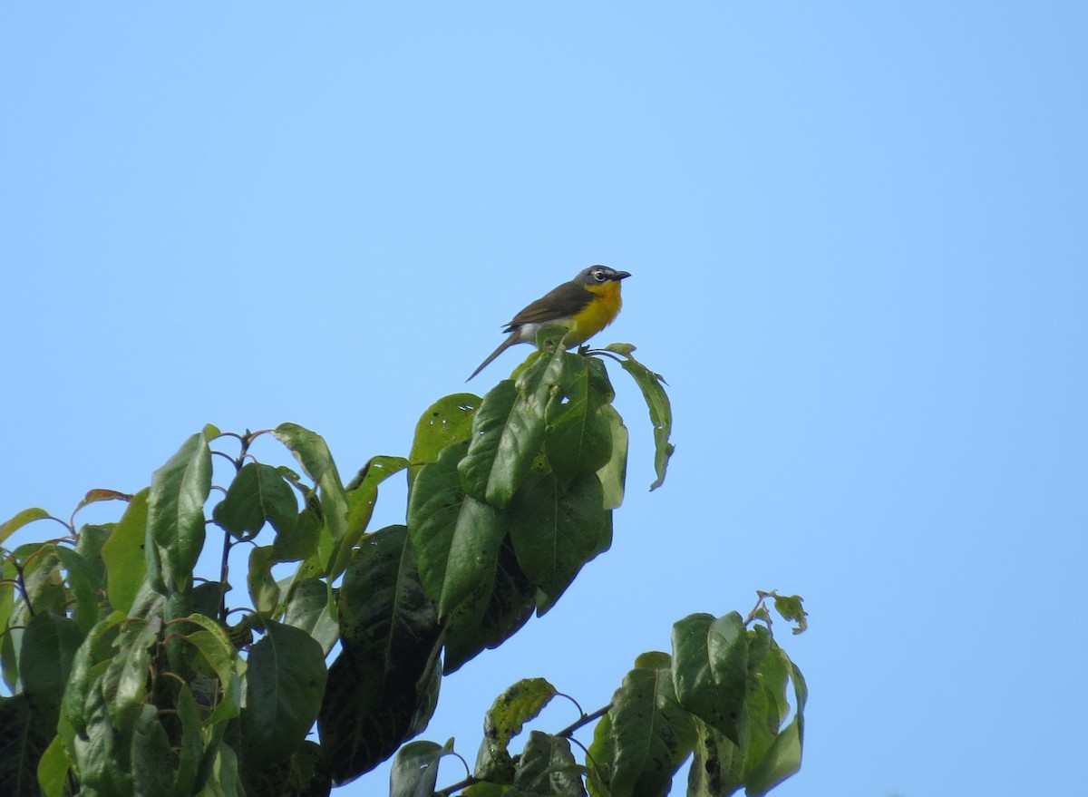 Yellow-breasted Chat - ML620543190