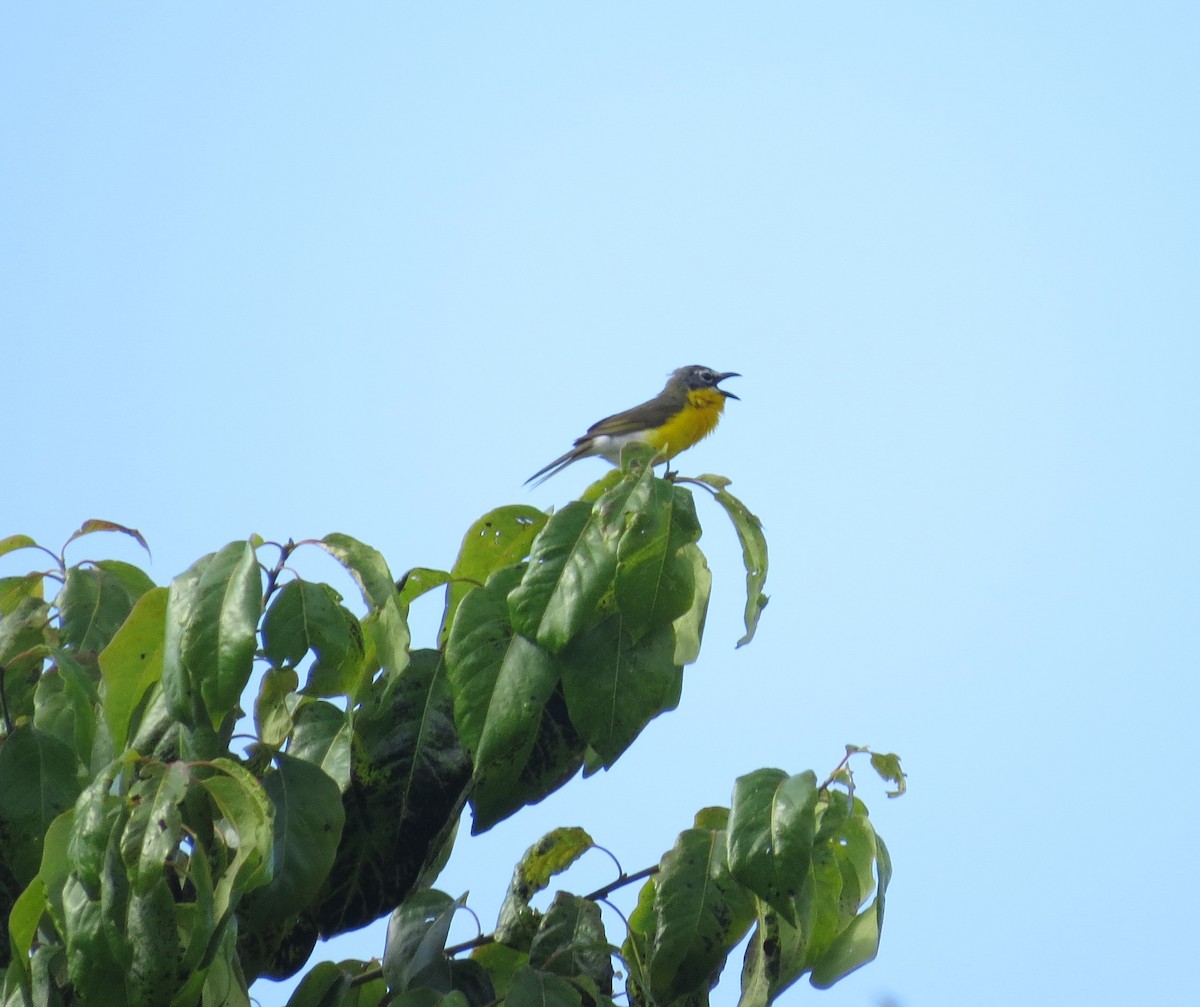 Yellow-breasted Chat - ML620543191