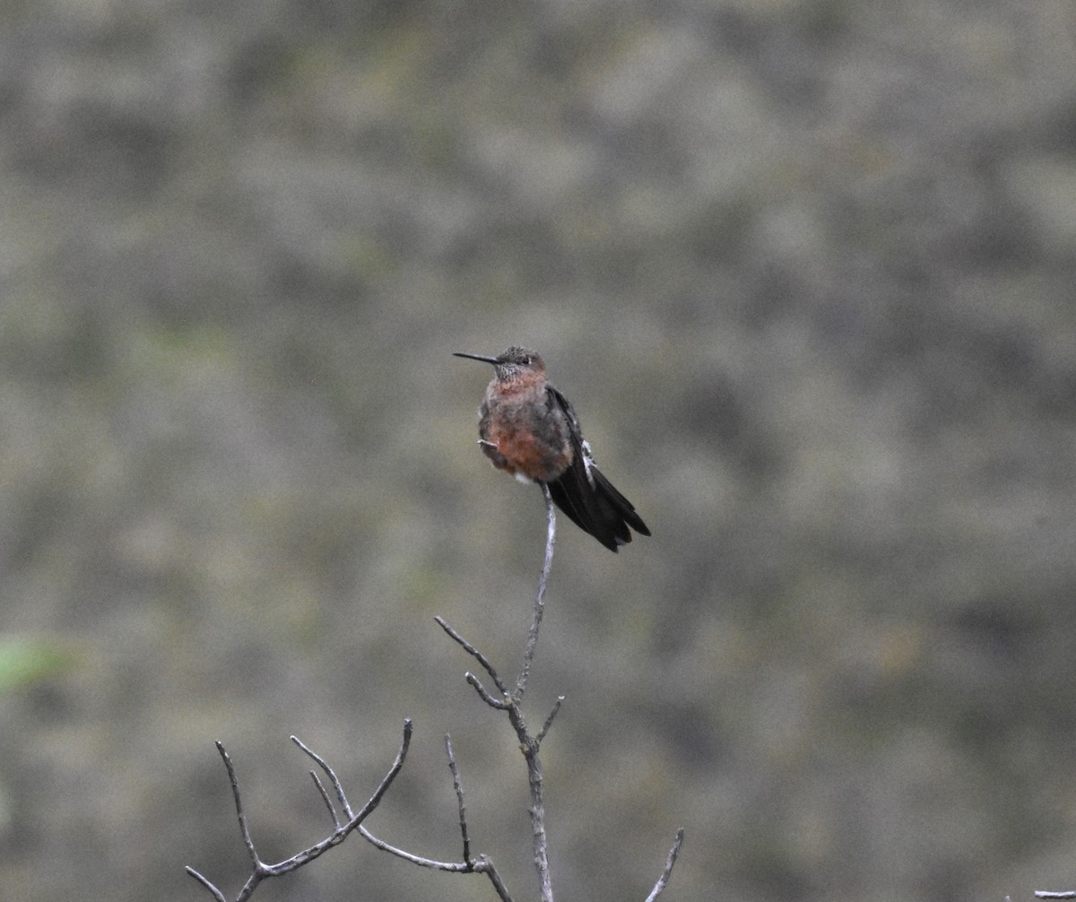 Giant Hummingbird - ML620543192