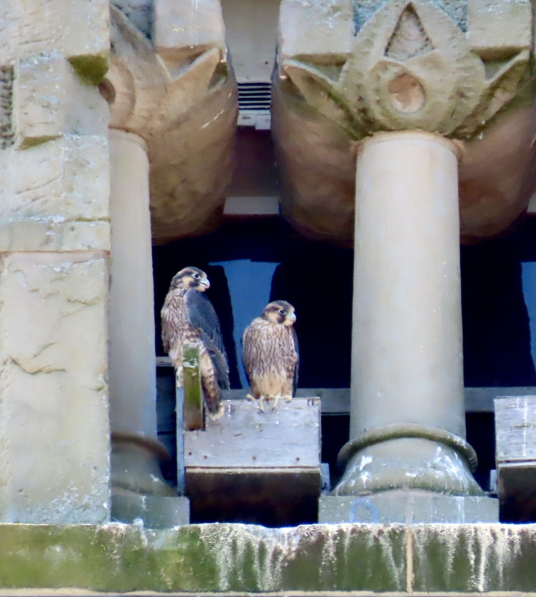 Peregrine Falcon - Laurie Harple