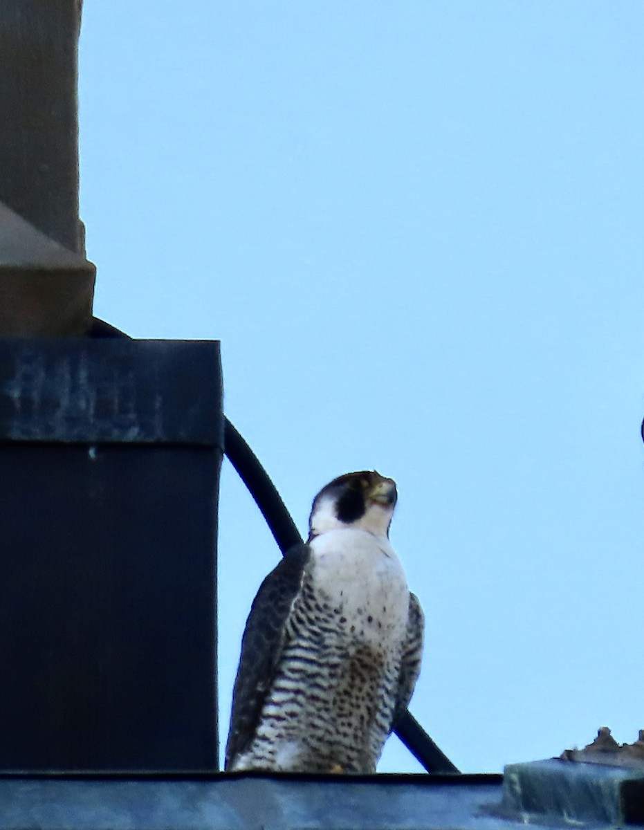 Peregrine Falcon - ML620543194